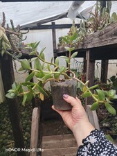 Crassula Lactea Taylors plants 