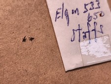 Lot Of 2 NOS Elgin 533 650 Balance Staffs For Parts Spares