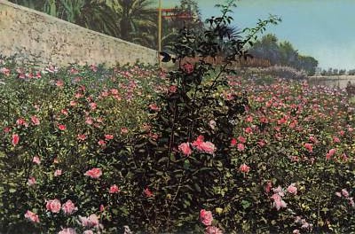 003920) AK Riviera Ligure Rose di Maggio ungebraucht
