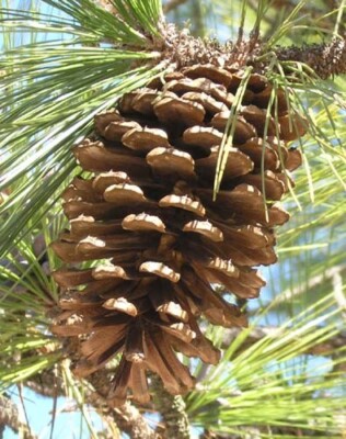 5 Large Louisiana Longleaf Pine Cones For Art Crafts /Home Decor/School:squirrel