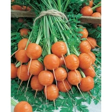 300 PARISIAN MARKET CARROT SEEDS ~ heirloomseedguy ~ 2026 ~ NON-GMO