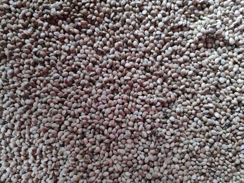 25 kg Erbsen, Ackerbohnen und Erbsenbruch gebrochen - Hanf - Sorghum Hirse Milo - Bild 3 von 12