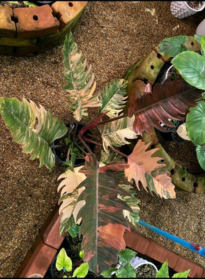 big snake plant Sansevieria trifasciata Black Gold Broad Leaf (snake plant) main image 0