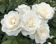 Veranda® White Shrub Rose - Live Plant ( 1 QT ) - Repeat Blooms