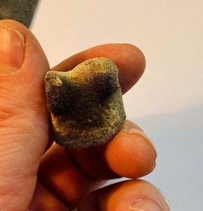 Struthiomimus toe bone dinosaur fossil rare | eBay