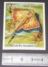 CHROME 1936 CAFES GILBERT FISH SEA FISH FISH FISH RAY BUCKLE FISH