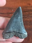 HUGE! RARE PREHISTORIC GREAT WHITE SHARK TOOTH FOSSIL, NOT MEGALODON! JAWS SIZE! — photo 3