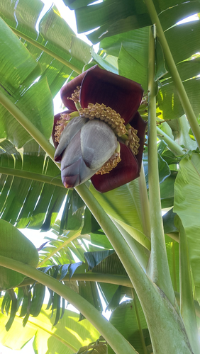 Ice Cream Banana Plants Blue Java Musa balbisiana x Musa acuminata #4 - Picture 5 of 7