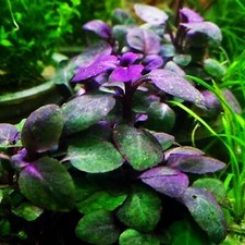 Lobelia Cardinalis Potted Live Aquarium Plants Freshwater Aquatic Plants
