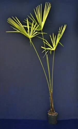 Piante e bonsai argille