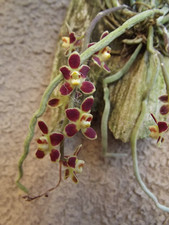 Rare Chiloschista lunifera red orchid plant , not in bloom mounted