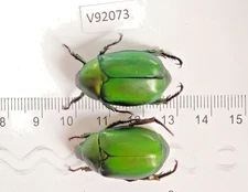 V92073. Insects, Beetles, Cetoniidae sp. North Vietnam, Ha Giang