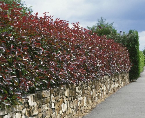 Photinia fraseri 'Red Robin', Glanzmispel, rot, 40–60 cm - Bild 8 von 14