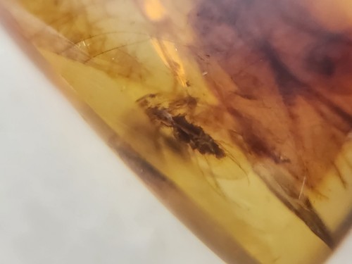Hemiptera (True Bug) Inclusion Burmese Amber (Burmite) - Cretaceous - Myanmar - Picture 11 of 13