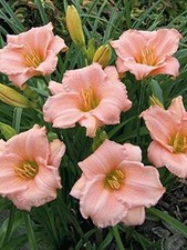 Day Lily Pink Flower Bulbs Excellent Quality Flower Bulbs pack of 3