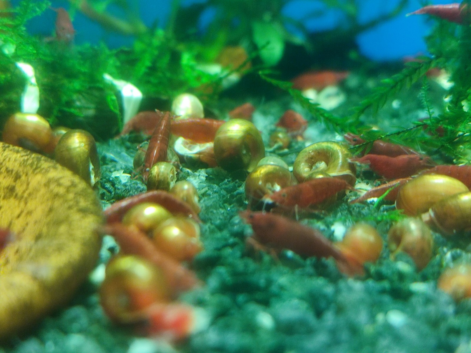 Lotto 10+1 Omaggio Neocaridine Bloody Mary/acquario/caridine/gamberetti foto 6