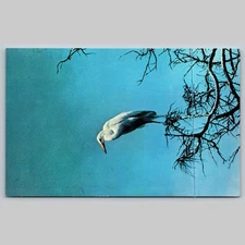 Postcard White Heron Jersey Cape Bird Sanctuary New Jersey