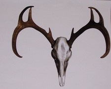 Deer Buck Hunting Bone Skull Decal Window Tailgate Sticker Decals Stickers