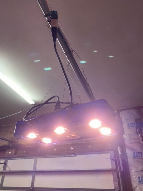 Led  Weed