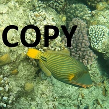 Digital Image photo picture JPEG file