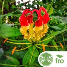 EXOTIC - GLORIOSA LILY - 10 SEEDS - GLORIOSA ROTHSCHILDIANA - FAST UK DISPATCH✅