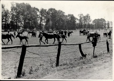 Photo horses in the pasture, foal - 11143451