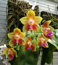 Phalaenopsis Joy Spring Canary Rainbow Orchid plant FS Not In bloom