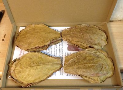~100 Pieces (=100 Gram ~5'') PREMIUM INDIAN ALMOND CATAPPA LEAVES discus, shrimpS