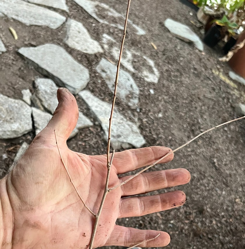 Pakistan Long Mulberry Tree - Live Plant – Morus Macroura