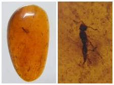 100 MILL. YEARS OLD BURMITE AMBER WITH WASP (ABR11/30)