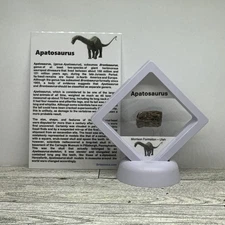 Apatosaurus (Brontosaurus) Extinct Dinosaur Bone Fossil in Display Case