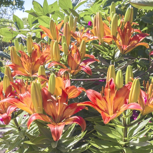Lilienzwiebeln Sets bunte Blumenzwiebeln Lilium Zwiebeln Knollen Lilien Blüte - Bild 54 von 89