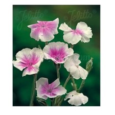 Lychnis coronaria 'Oculata' / Angel's Blush Rose Campion / Hardy / 50 Seeds