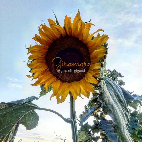 Semi di girasole gigante 150 seed Sunflowers 4 Metri Di Altezza italia - Foto 5 di 12