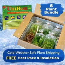 6 Pack of Java Fern Live Aquarium Plants Bundle POTTED BUY 1 GET 1 at 50