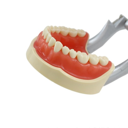 Nissin 200 Style Dental Practice Typodont Model Pole Mount 32 Pc Removable Teeth - Picture 25 of 47
