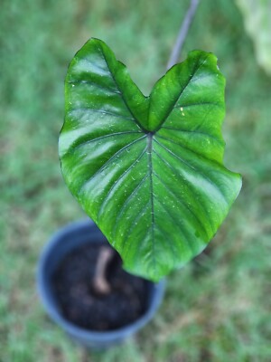 flower lily of the valley CONVALLARIA 'BORDEAUX GIANT'~LILY OF THE VALLEY~PLANTS/PIPS~FRAGRANT F   Danny Pleasant Gardens