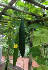 Loofah Seeds Bulk - Guaranteed Grow