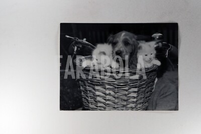 Photo Vintage Originale – Chat Dans Sa Boîte, 1957 – Tirage Argentique 20x15 Cm – Farabola