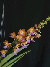Perr. Bangkok Stat "Sunset Jewels"   Fragrant