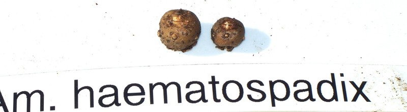 Amorphophalus haematospadadix , Rare aroid