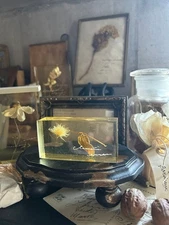 errer plant fluff resin specimen antique brocante