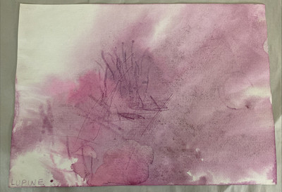 Original Watercolor 'Lupine' Abstract Botanical Study Pink Violet Wash 13x10 Art
