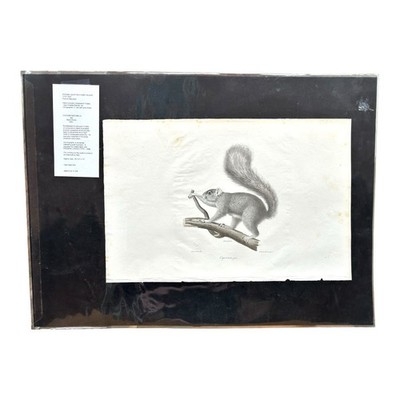 Antique Etienne Geoffroy Saint Hilaire French Naturalist Print of Squirrel