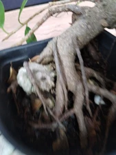 Ficus Specimen Pre Bonsai Root Over Coral Rock 25+ Years Old FREE SHIPPING 