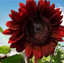 25+SEEDS- RARE RED SUNFLOWER SEEDS I NON GMO I HEIRLOOM Buy2Get2Free!add2tocart