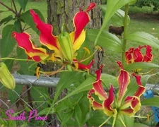 Flame Lily Gloriosa Superba - 8 Seeds - Fire Lily Vine, Tiger Claw, Climber