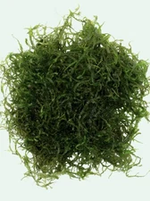 1 Big Portion Java Moss Live Aquarium Plant BUY 2 GET 1 FREE
