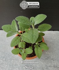 Common Sage Plant (Salvia officinalis) Culinary Herb, Broadleaf - Multiple