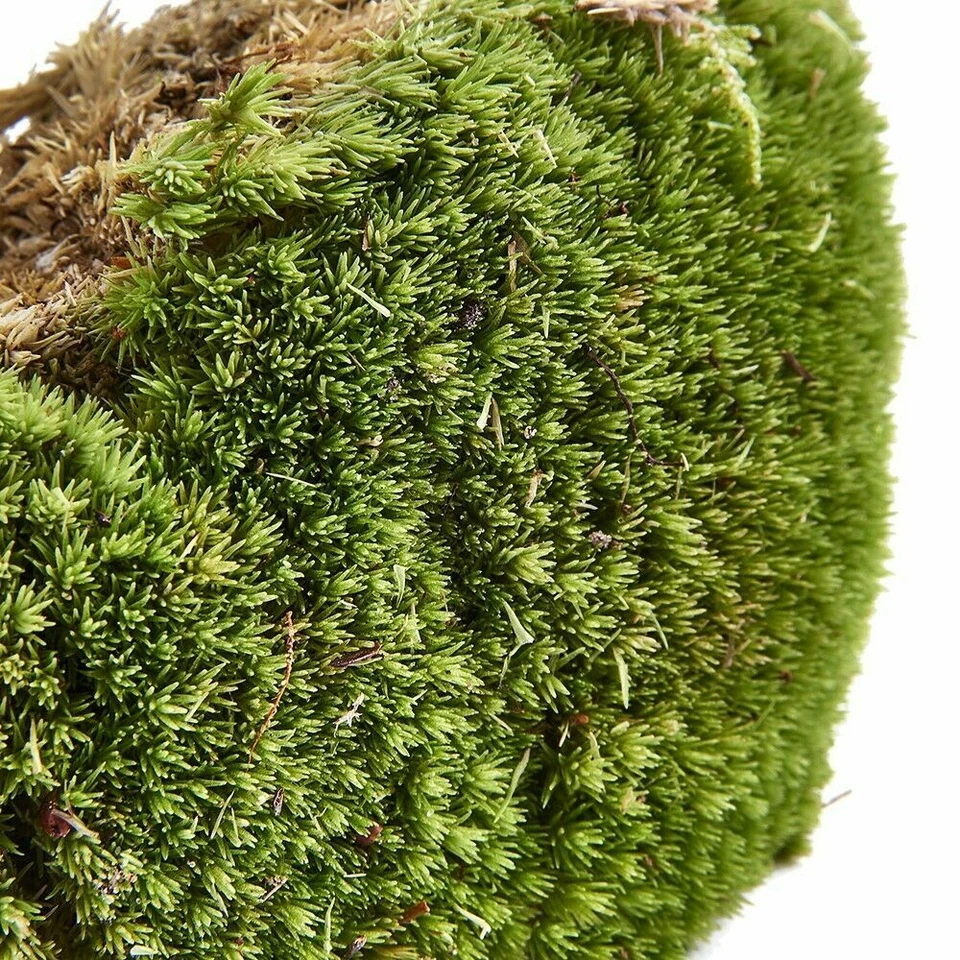 Swell Reptiles Live Cushion Moss for Terrariums | Natural Forest Decor | 15x15cm
